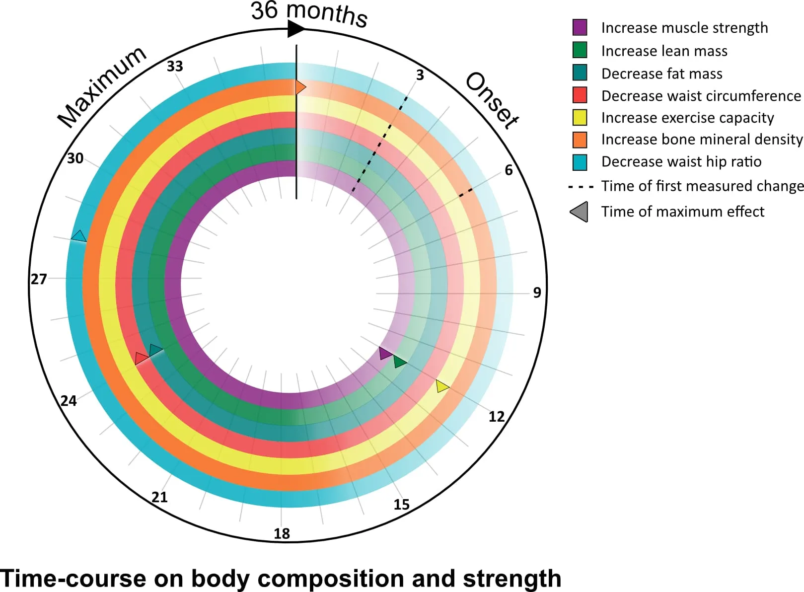 Figure 3: Timeline chart showing testosterone therapy effects on body composition and strength over 12+ months